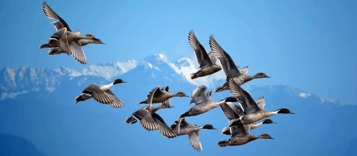 Spriong Moving in Calgary - Moovez